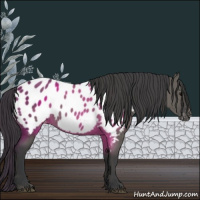 Horse Color:Grullo Blanket 