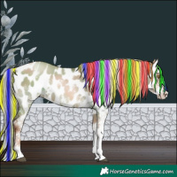 Horse Color:Painted White Spotted Liver Red Dun Pearl Appaloosa Rabicano 