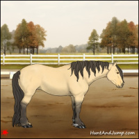 Horse Color:Buckskin Dun