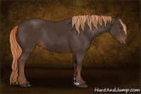 Horse Color:Liver Chestnut Rabicano 