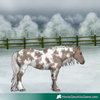 Horse Color:White Spotted Silver Grullo 