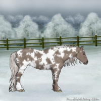 Horse Color:White Spotted Silver Grullo 