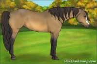 Horse Color:Buckskin 