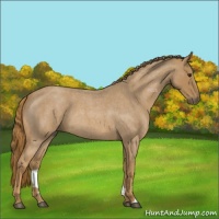 Horse Color:Red Roan 