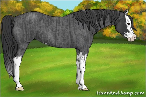 Horse Color:Blue Roan Sabino Splash  and Blue Roan Sabino Splash 