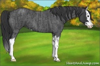 Horse Color:Blue Roan Sabino Splash  and Blue Roan Sabino Splash 