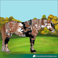 Horse Color:White Spotted Chestnut Splash Tobiano 