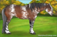 Horse Color:White Spotted Bay Tobiano 