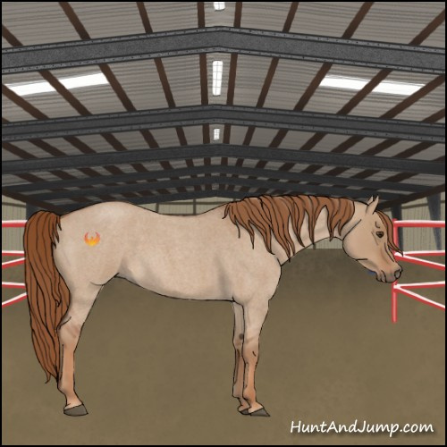 Horse Color:Red Dun Roan 