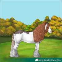 Horse Color:Liver Red Roan Splash 