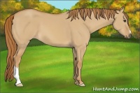 Horse Color:Red Dun 