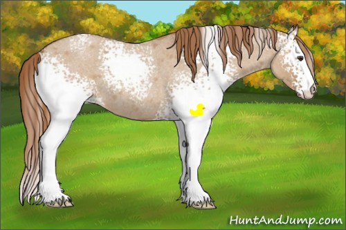 Horse Color:White Spotted Red Dun Roan 