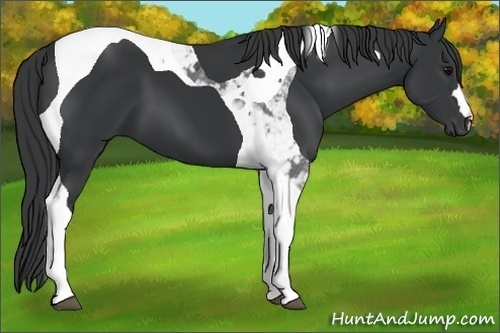 Horse Color:Black Tobiano 