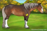 Horse Color:Silver Buckskin 
