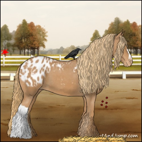 Horse Color:Chestnut Appaloosa 