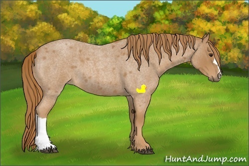Horse Color:Red Roan 