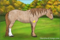 Horse Color:Red Roan 