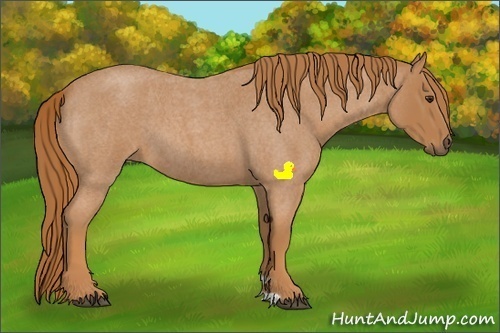 Horse Color:Red Roan
