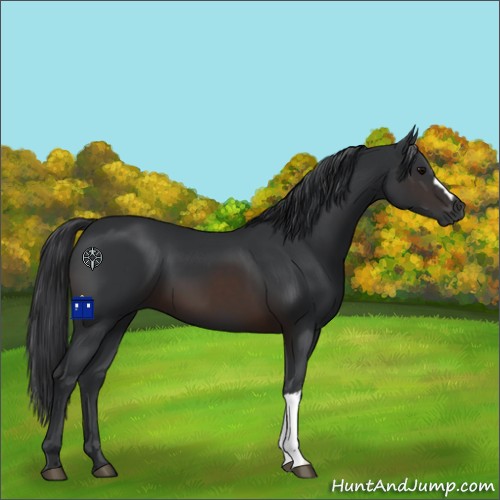 Horse Color:Brown 