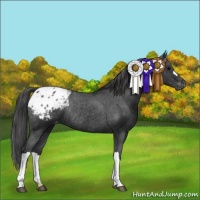 Horse Color:Black Appaloosa Rabicano 