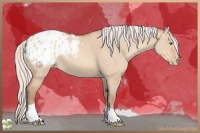 Horse Color:Silver Sable Champagne Dun Tobiano Appaloosa 