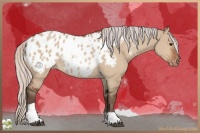 Horse Color:Silver Brown Dun Tobiano Appaloosa 