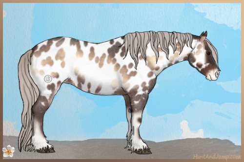 Horse Color:Silver Brown Roan Onyx Appaloosa