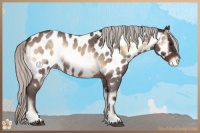Horse Color:Silver Brown Roan Onyx Appaloosa 