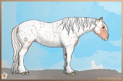 Horse Color:Watercolor Silver Buckskin Tobiano Appaloosa 