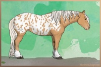 Horse Color:Silver Bay Tobiano Appaloosa Rabicano 