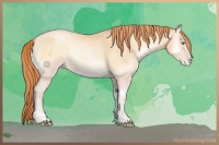 Horse Color:Amber Champagne Pearl Onyx 