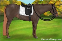 Horse Color:Liver Chestnut Rabicano