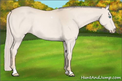 Horse Color:Cremello Tobiano 