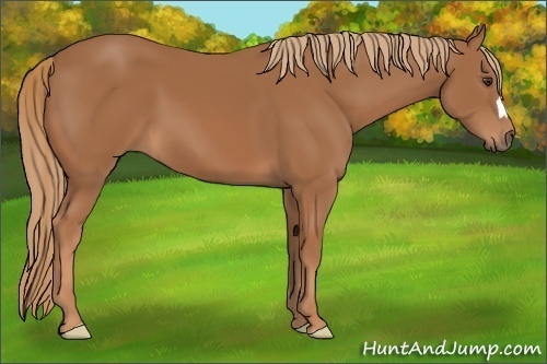 Horse Color:Chestnut 