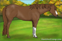 Horse Color:Gray Chestnut 