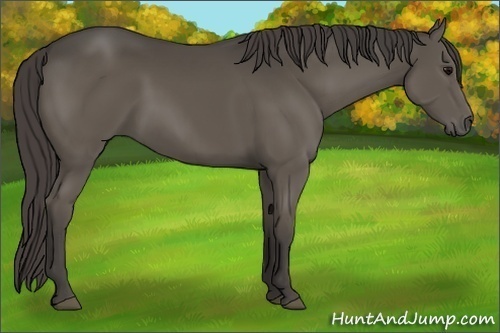 Horse Color:Smoky Black