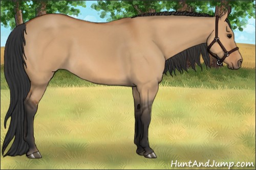 Horse Color:Bay Dun