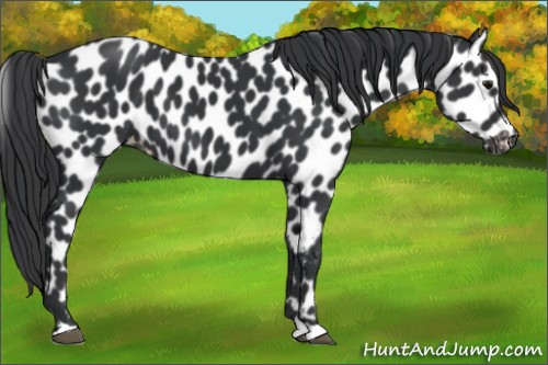 Horse Color:Black Appaloosa