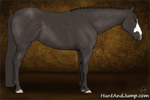 Horse Color:Liver Chestnut Frame 