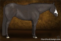 Horse Color:Liver Chestnut Frame 