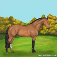 Horse Color:Bay 