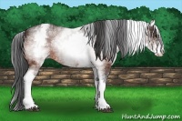 Horse Color:White Spotted Bay 