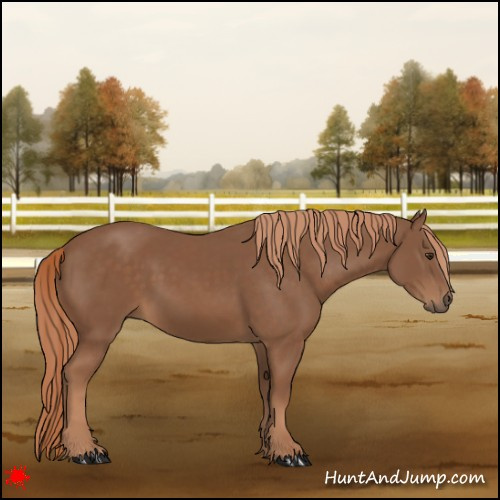 Horse Color:Chestnut 