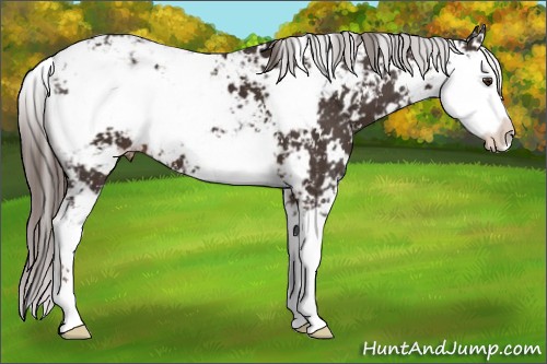 Horse Color:Liver Chestnut Sabino Appaloosa 