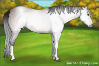 Horse Color:Gray Bay Roan Appaloosa 