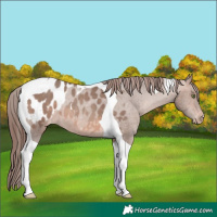 Horse Color:Sable Champagne Mushroom Tobiano Blanket 