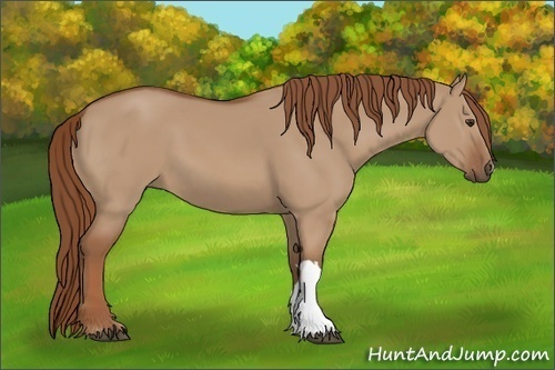 Horse Color:Red Dun