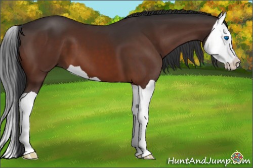 Horse Color:Brown Splash