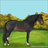 Horse Color:Brown 