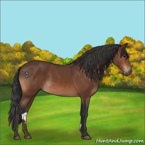 Horse Color:Bay 